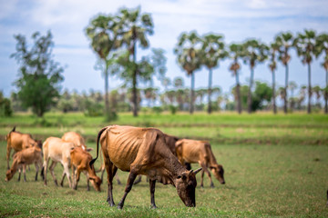 Herd of cattle It is a farming area,There are some meadows and trees. The atmosphere is closer to nature