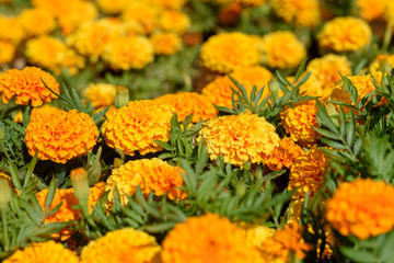 Tagetes in the garden. Tagetes garden flowers.The magic flowers genus is native to North and South America, but some species have become naturalized around the world. Selective focus.