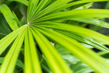 Fototapeta premium Green leaf textured.