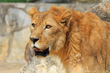 Fototapeta na wymiar Lion's portrait