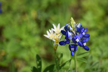 Bluebonnet