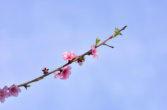 peach trees bloom in spring