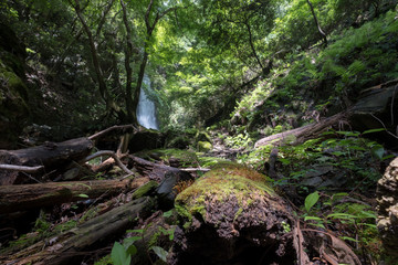 苔と滝の風景