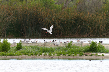 Adult and chicks, terns nesting on a small Island. The Common Tern is the most widespread tern in North America. They are social birds, foraging in groups and nesting on the ground in colonies.