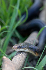 Pantherophis obsoletus