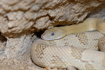 Bogertophis subocularis