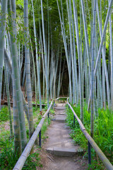 鎌倉英勝寺の竹林