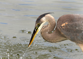 Profile view on a Great Blue heron, splashing into water searching for food. Common near the shores of open water and in wetlands over most of North America and Central America