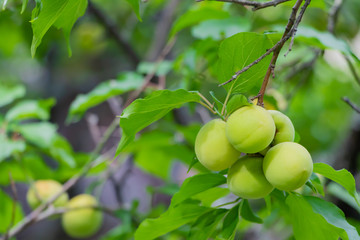 鎌倉英勝寺の梅の実