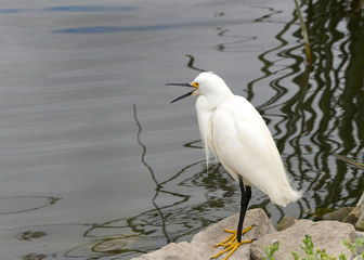 Obraz premium Snowy Egret standing on a rock next to a lake with beak wide open. These birds are protected in the United States by law, under the Migratory Bird Treaty Act.