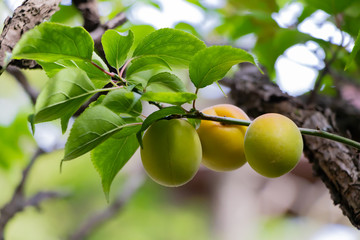 鎌倉英勝寺の梅の実