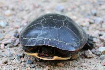 Turtle hiding in its shell 
