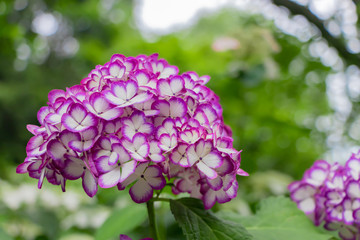 鎌倉明月院のアジサイ