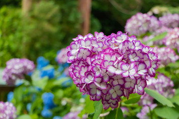 鎌倉明月院のアジサイ