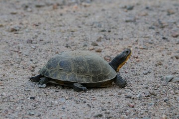 Painters turtle on road after laying eggs 