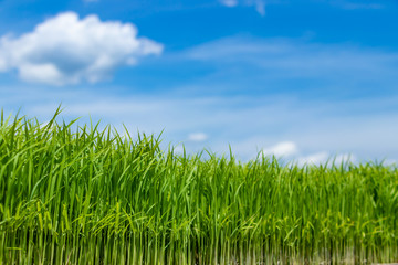 稲の苗　静岡県伊豆の国市　田植え準備