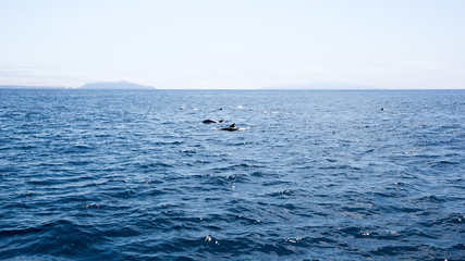 Playful dolphins swimming in  ocean waters near Channel Islands, Southern California