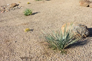 Gardinen Desert Style Xeriscaping in Arizona © EuToch