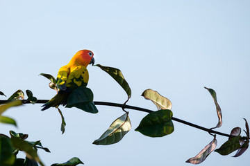 Lovebirds are on the branches looking at the blue sky