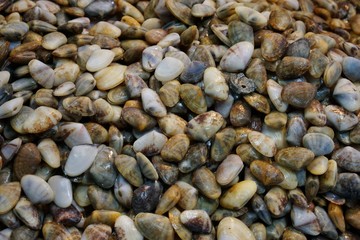 fresh enamel venus shell (Meretrix lyrata) for sale in the fish market at Thailand. enamel venus shell abstract background. seafood on ice. marine bivalve molluscs in the Veneridae.