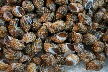 fresh spotted Babylon for sale in the fish market at Thailand. seafood on ice. spotted Babylon abstract background. (Babylonia areolata)