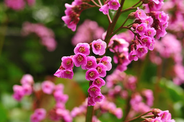 pink flowers of a bergenia