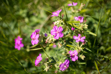 Sticky Purple Geranium - Alpine Wildflowers