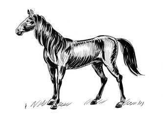 Ink black and white sketch of a horse