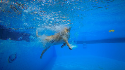 Obraz premium Golden Retriever Puppy Exercises in Swimming Pool (Underwater View)