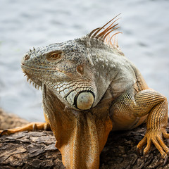 Costa Rica Tortuguero Iguana.