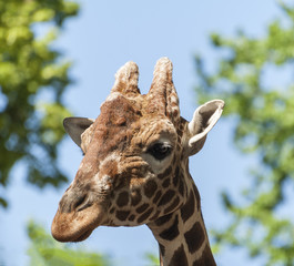 Close up view of a Giraffe's head