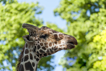 Close up view of a Giraffe's head