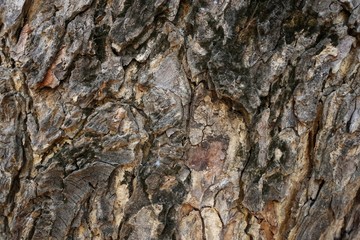 Wood texture background. trunk detail texture background. Bark tree texture wallpaper. Abstract background. postcard. Gnarl tree.