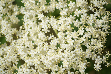 Black Elderberries flowers