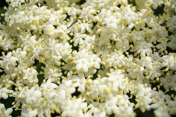 Black Elderberries flowers