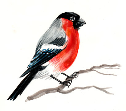 Watercolor sketch of a robin bird sitting on a tree branch