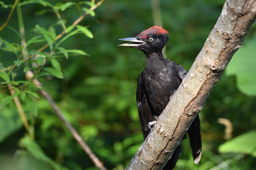 クマゲラの幼鳥