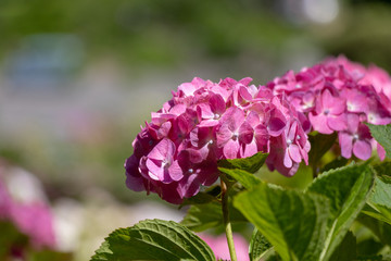 Hydrangea at Hattori Farm in Mobara City, Chiba Prefecture, Japan / Hattori farm is a famous place called a hydrangea mansion