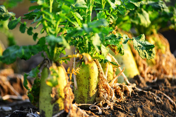 Fresh Radish in the morning 