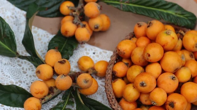 Eriobotrya japonica, loquat, Chinese plum, Japanese plum, Japanese medlar, Pipa, Nispero, and Maltese plum