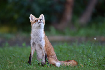 キタキツネの子供