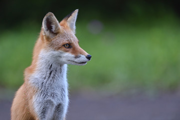 キタキツネの子供