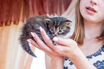 An attractive girl holds a little kitten on her hands. Love to animals_