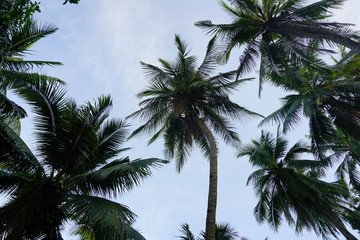 Obraz na płótnie Canvas Palm Leaf Background
