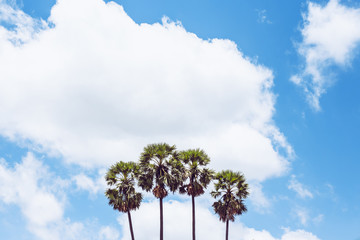 Fototapeta premium Sugar Tree and Blue Sky 