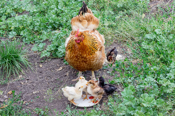 Brown chicken with small chickens consumes food and drinks water. Breeding of  birds on the farm_