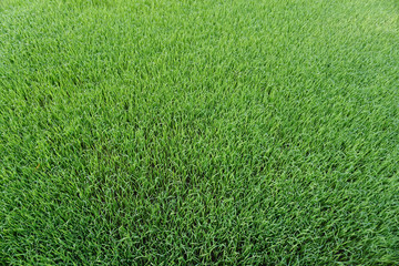 Background of a green grass. Green grass texture