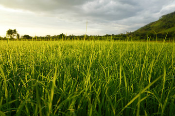 Grass. Fresh green spring grass with dew drops closeup.