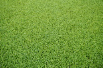 Background of a green grass. Green grass texture