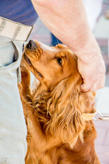 A man caresses his beloved dog. Dog cocker spaniel near his master. The dog shows love for the owner